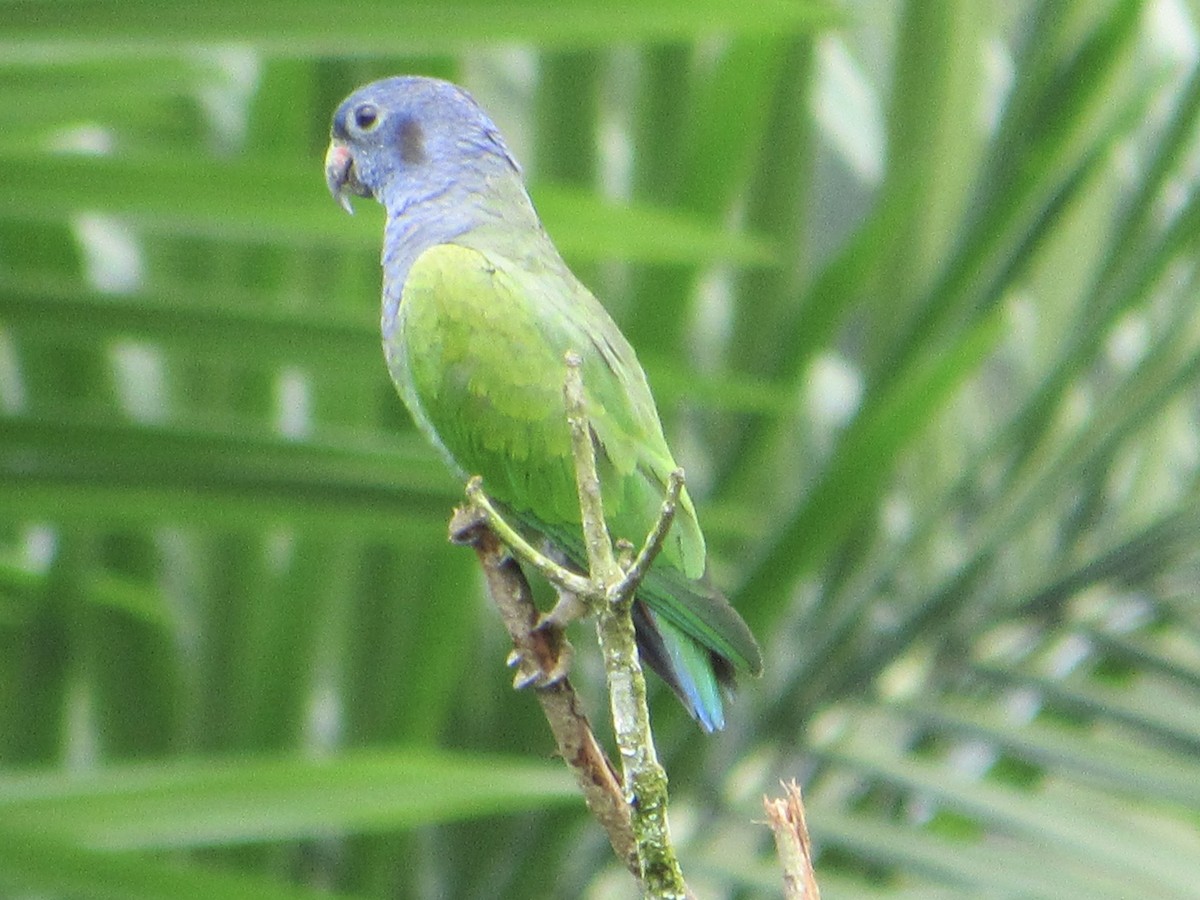 Blue-headed Parrot - ML638506350