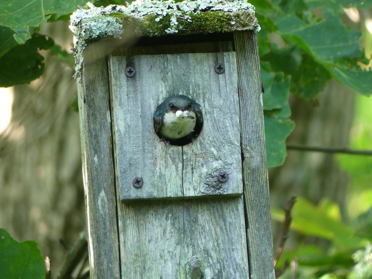 Tree Swallow - ML638506355