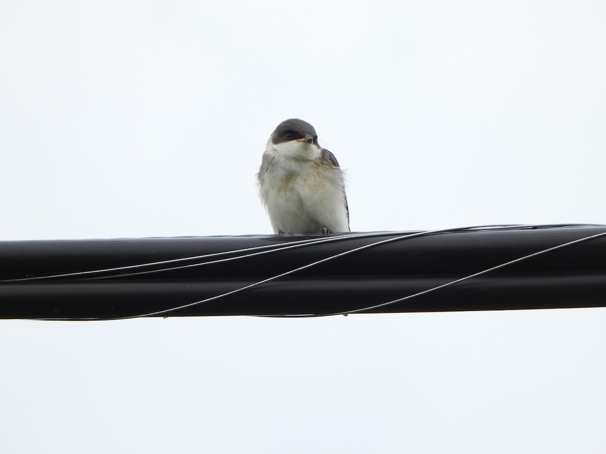 Tree Swallow - ML638506359