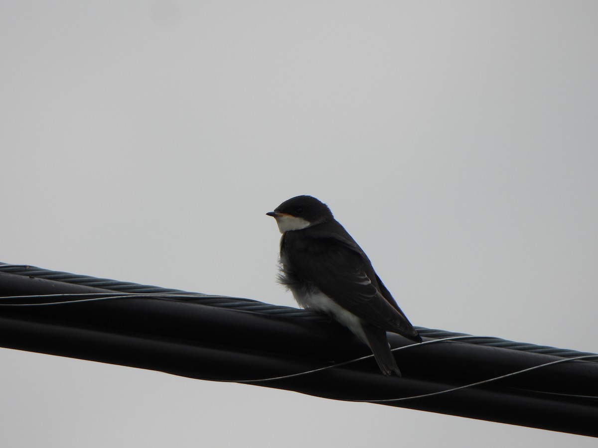 Tree Swallow - ML638506360