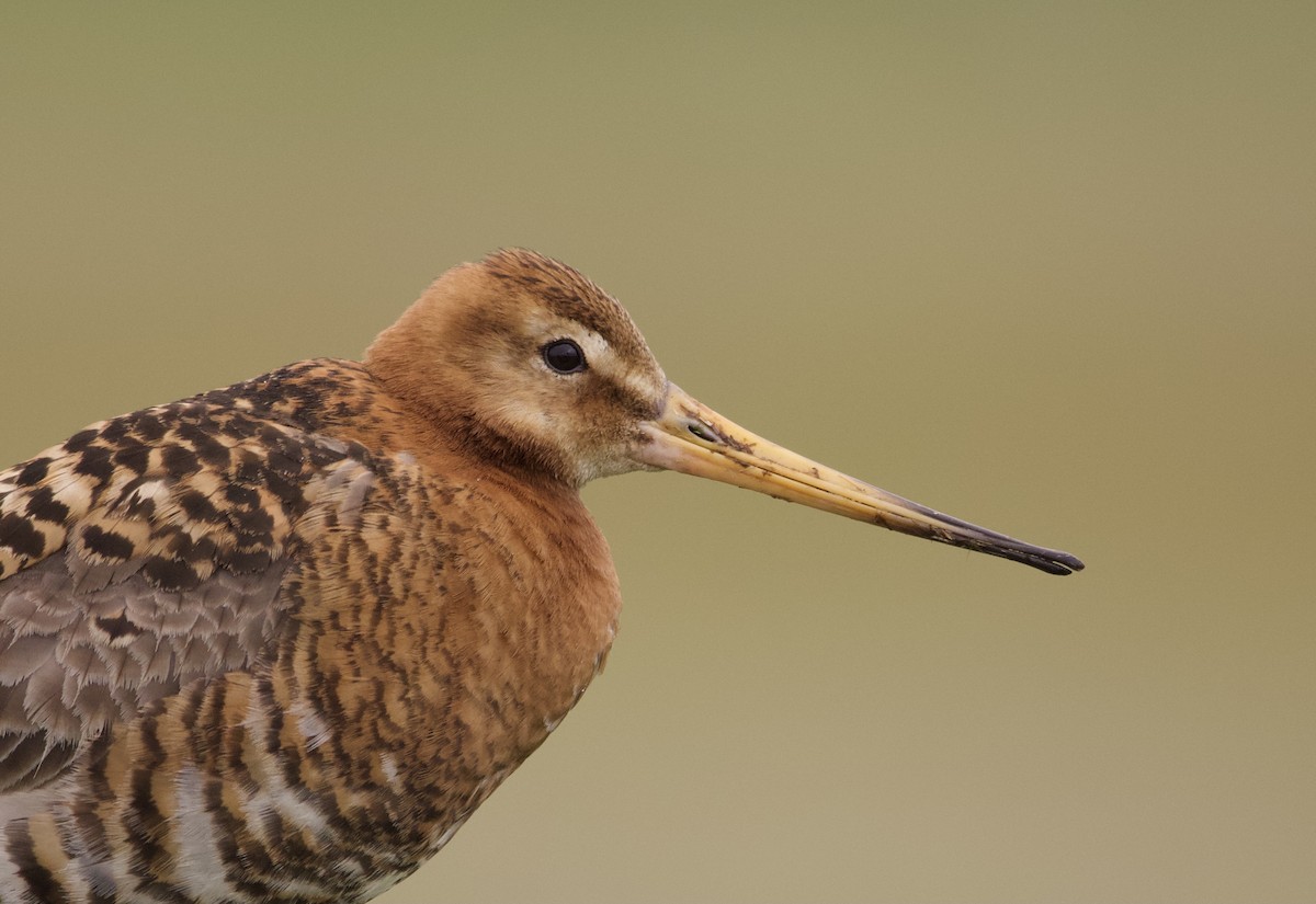 Black-tailed Godwit - ML638506362