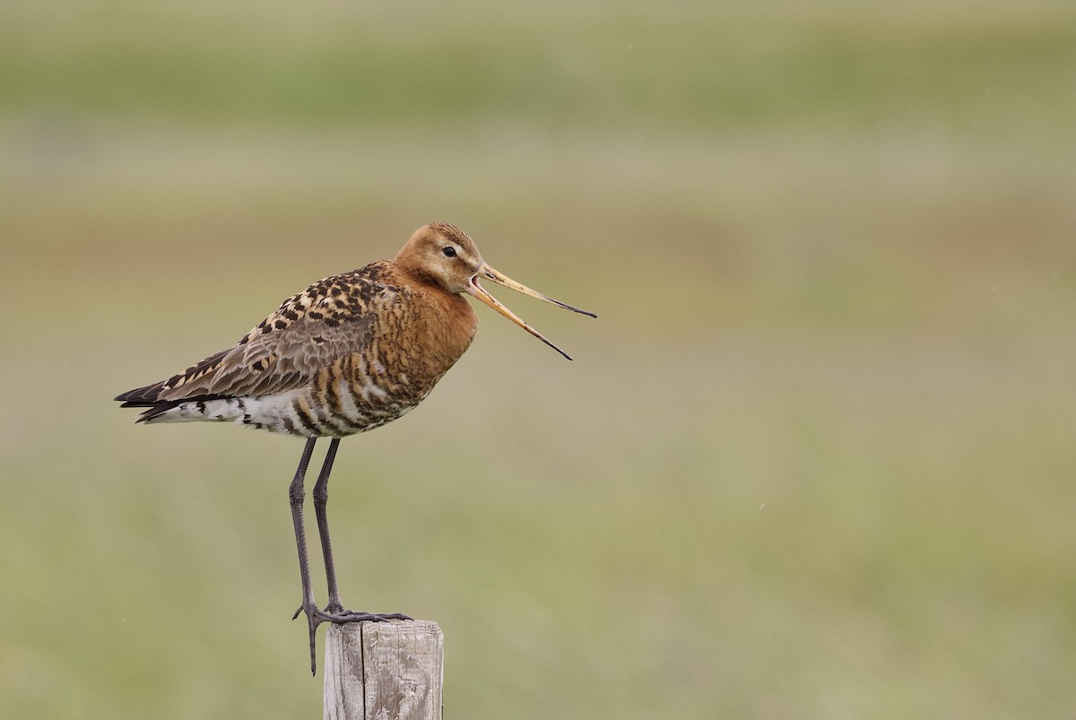 Black-tailed Godwit - ML638506364
