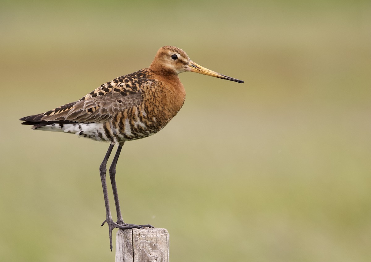 Black-tailed Godwit - ML638506365