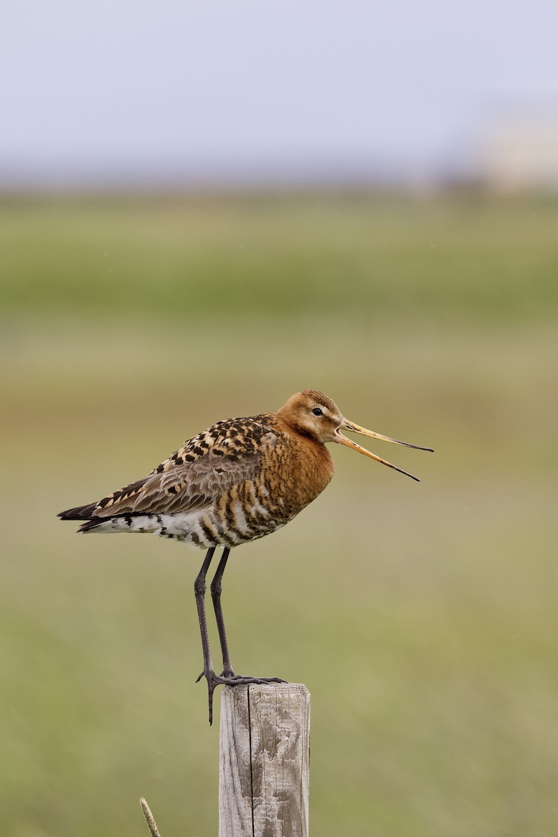 Black-tailed Godwit - ML638506370