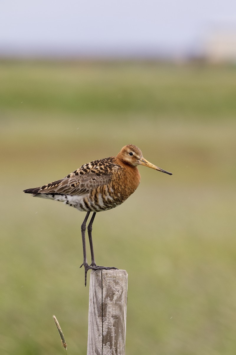 Black-tailed Godwit - ML638506371
