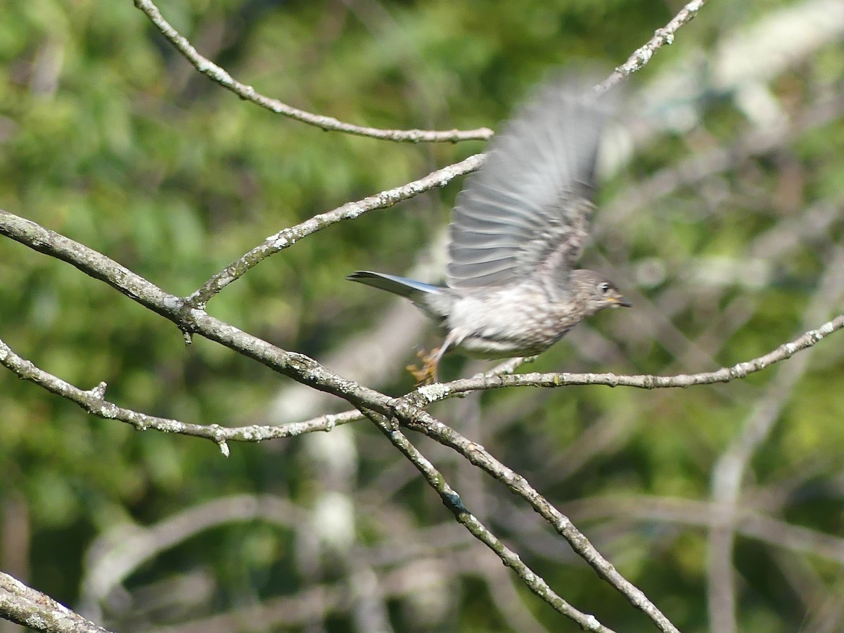 Eastern Bluebird - ML638506375