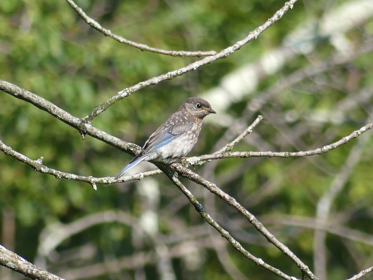 Eastern Bluebird - ML638506376