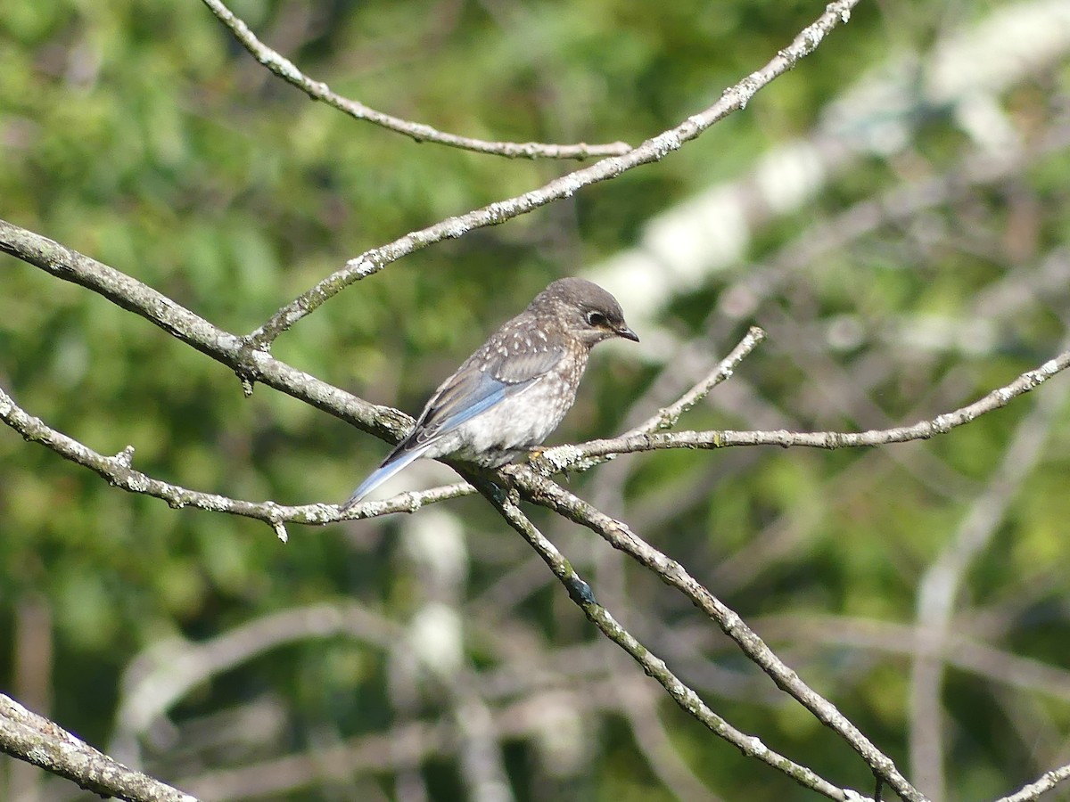 Eastern Bluebird - ML638506377