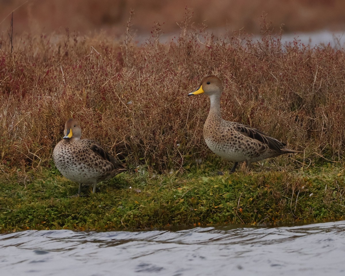 Yellow-billed Pintail - ML638506407