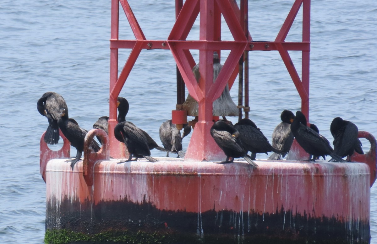 Double-crested Cormorant - ML638506409