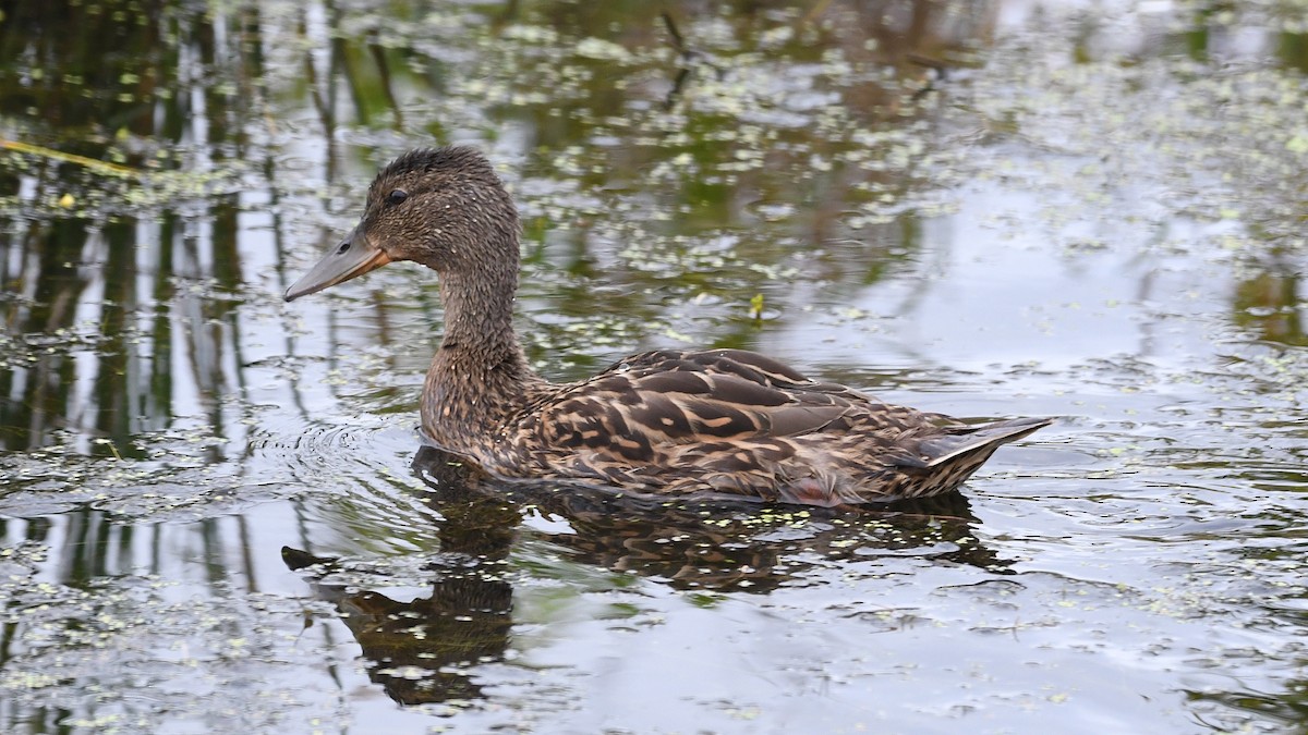 Gadwall - ML638506425