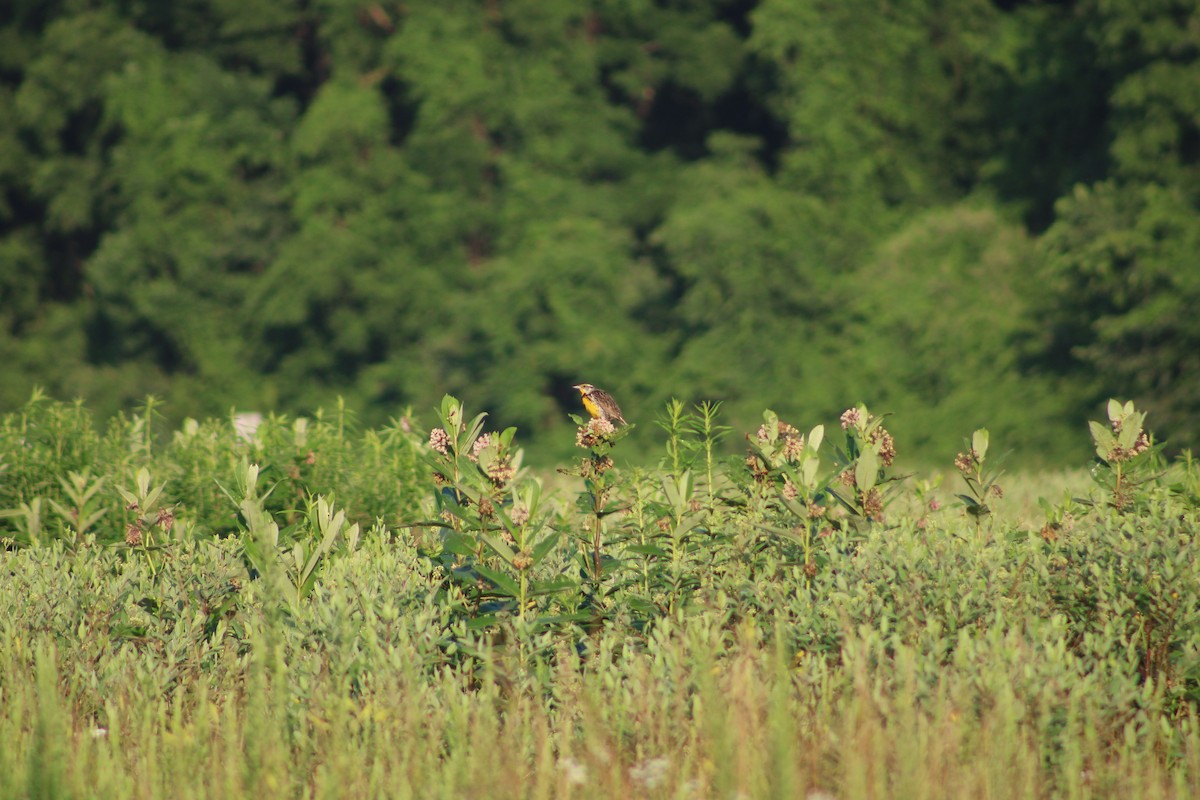 Eastern Meadowlark - ML638506430