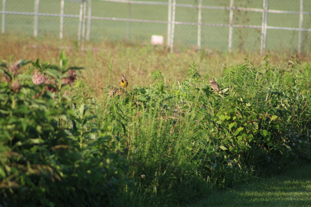 Eastern Meadowlark - ML638506431