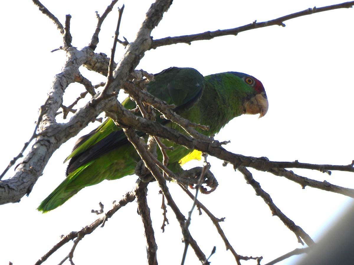 Amazone à joues vertes - ML638506443