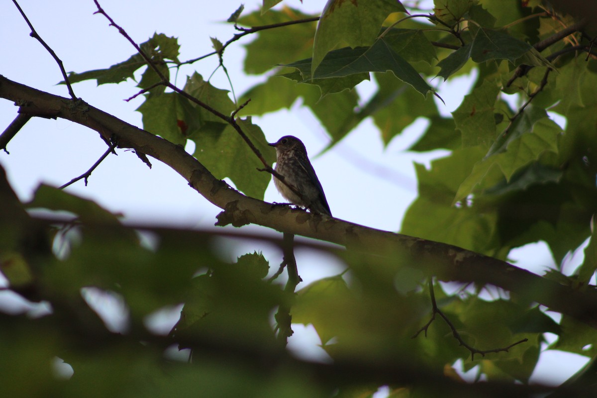 Eastern Bluebird - ML638506467