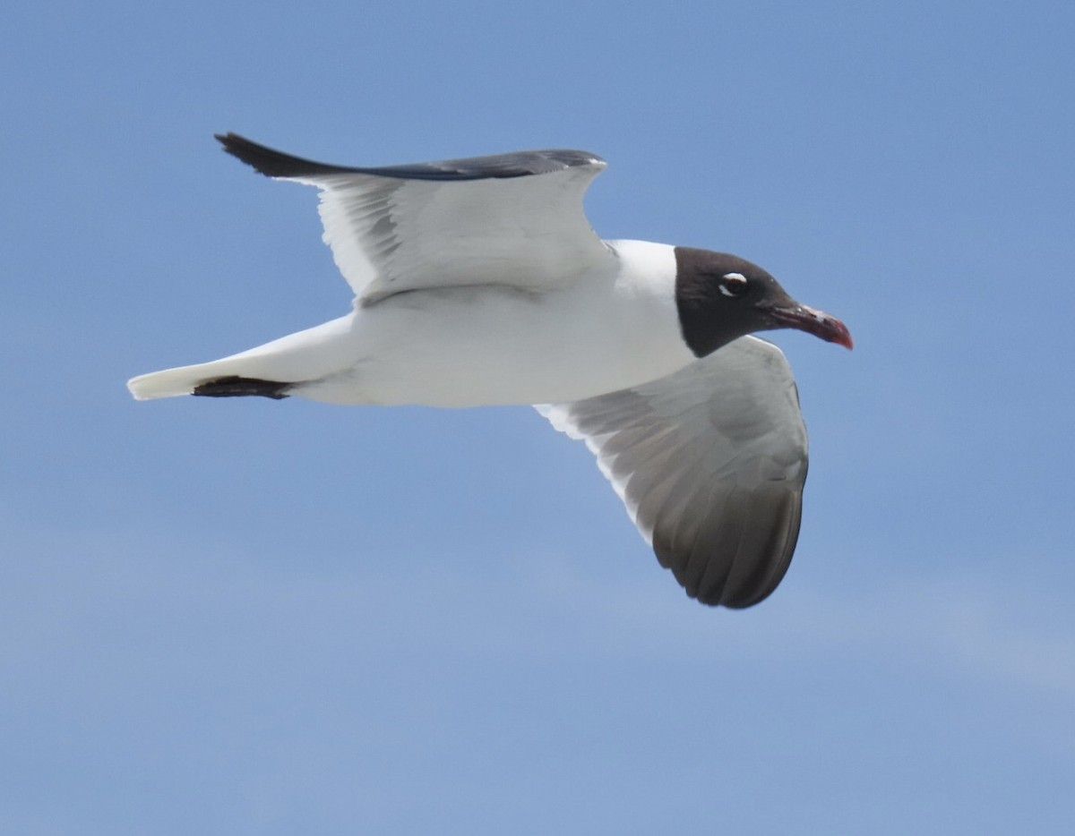 Laughing Gull - ML638506469