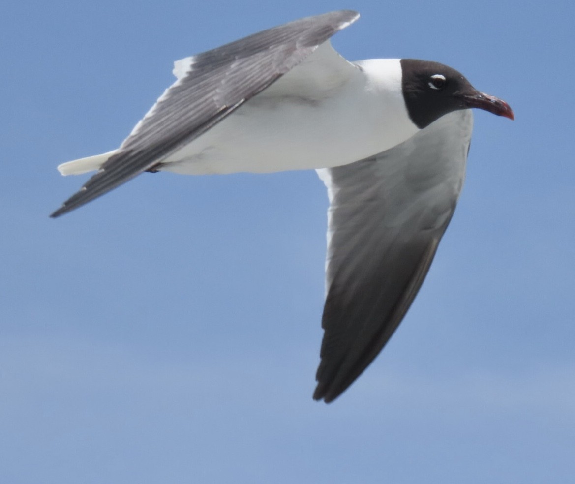 Laughing Gull - ML638506470