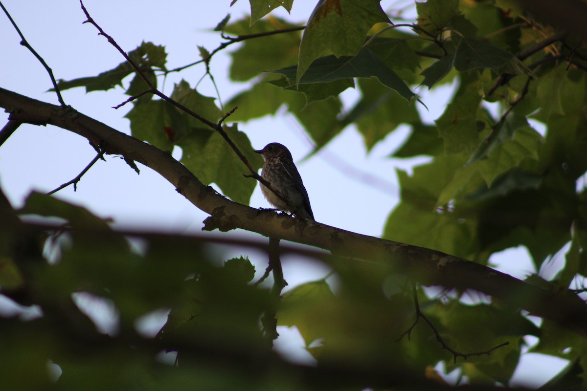 Eastern Bluebird - ML638506471