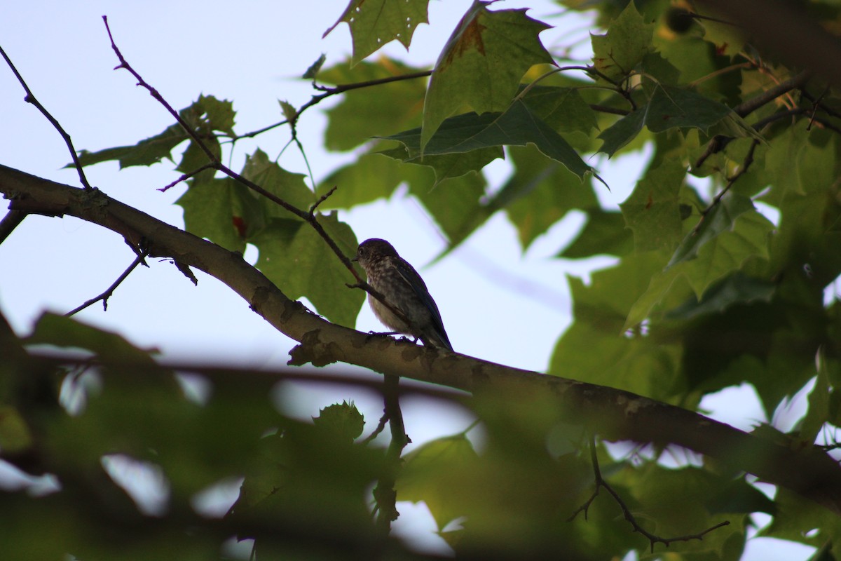 Eastern Bluebird - ML638506472