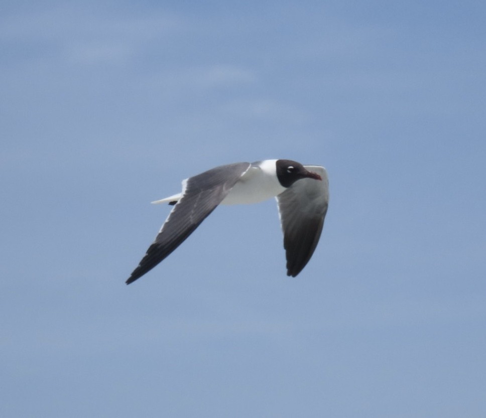 Laughing Gull - ML638506478