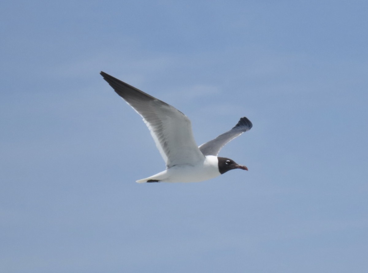 Laughing Gull - ML638506479