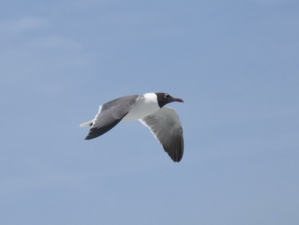 Laughing Gull - ML638506481