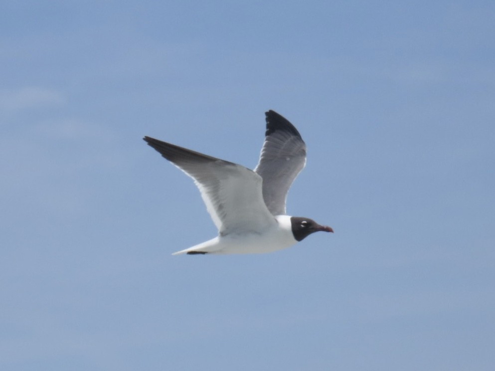 Laughing Gull - ML638506500