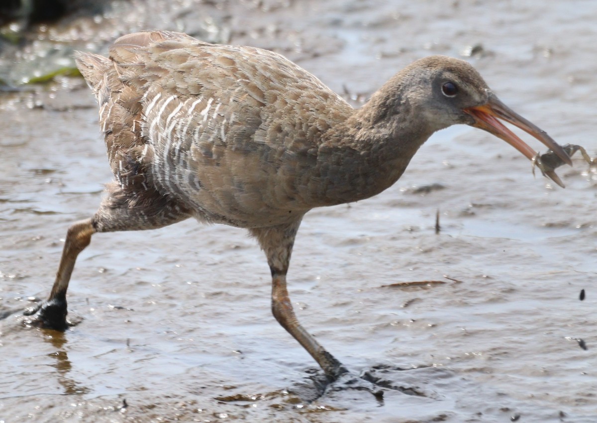 Clapper Rail - ML638506501