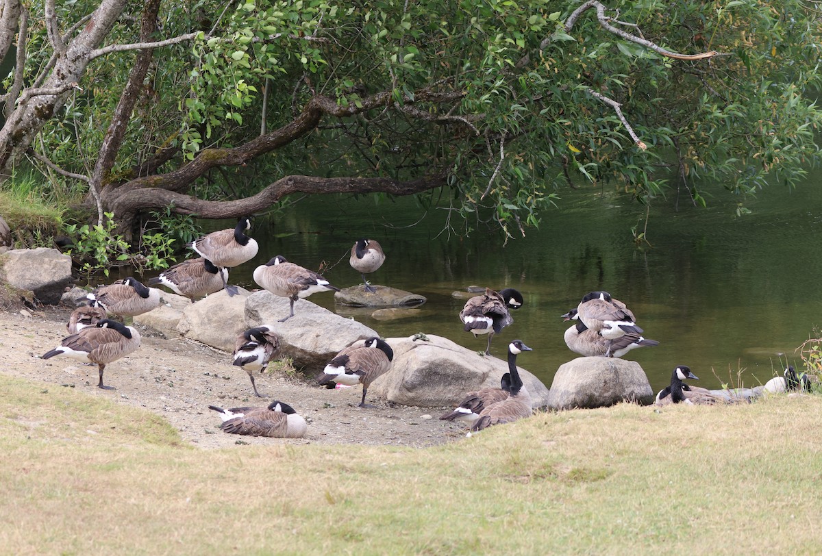 Canada Goose - ML638506513