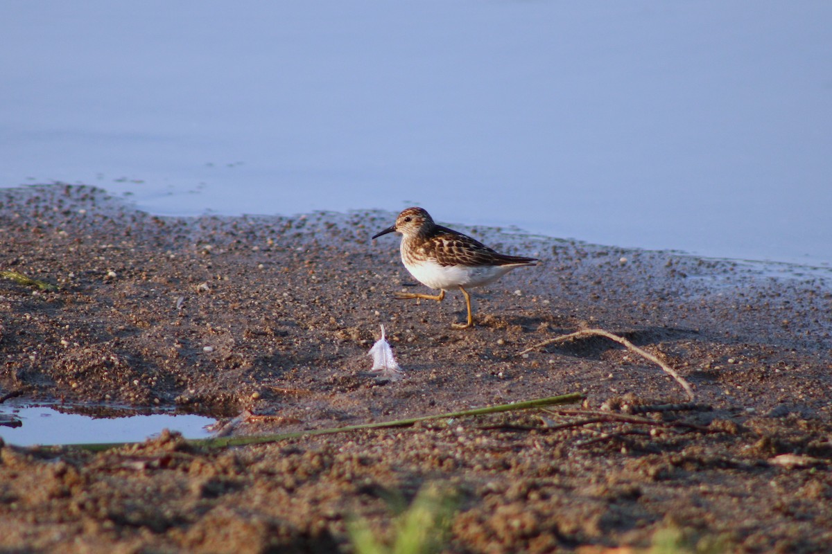 Least Sandpiper - ML638506522