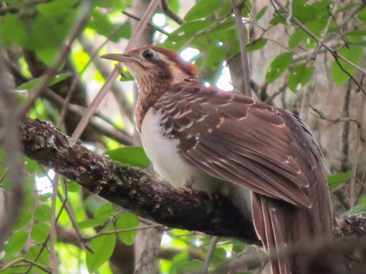 Pheasant Cuckoo - ML638506537