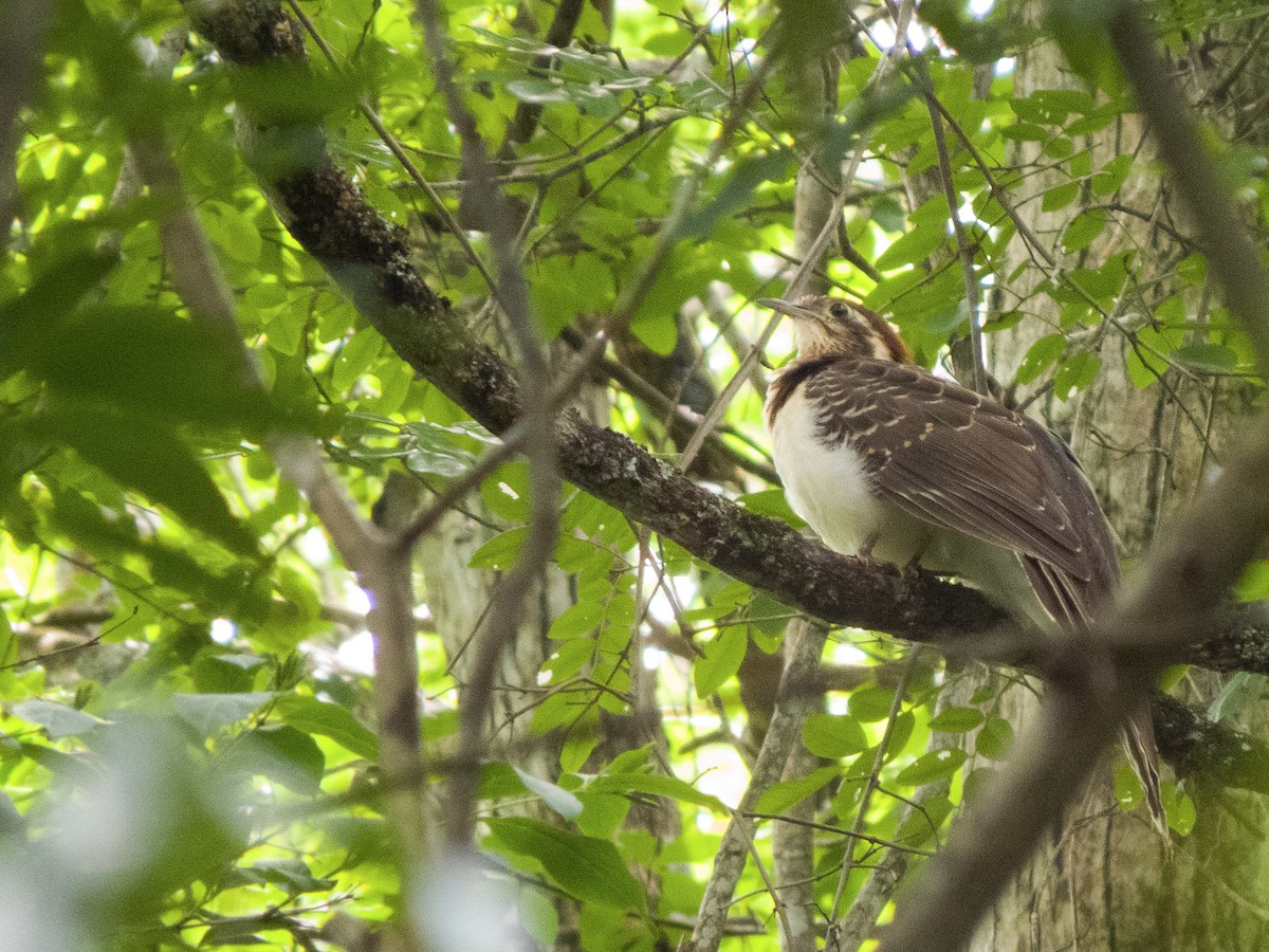 Pheasant Cuckoo - ML638506541