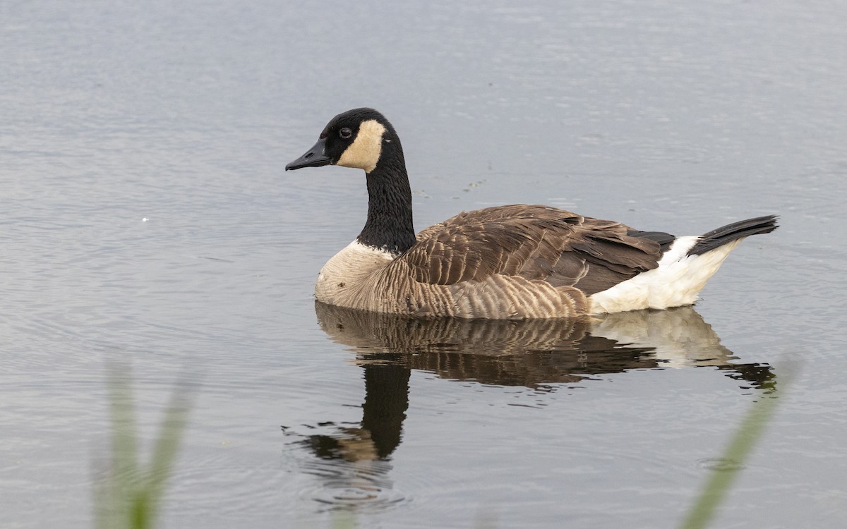 Canada Goose - ML638506549