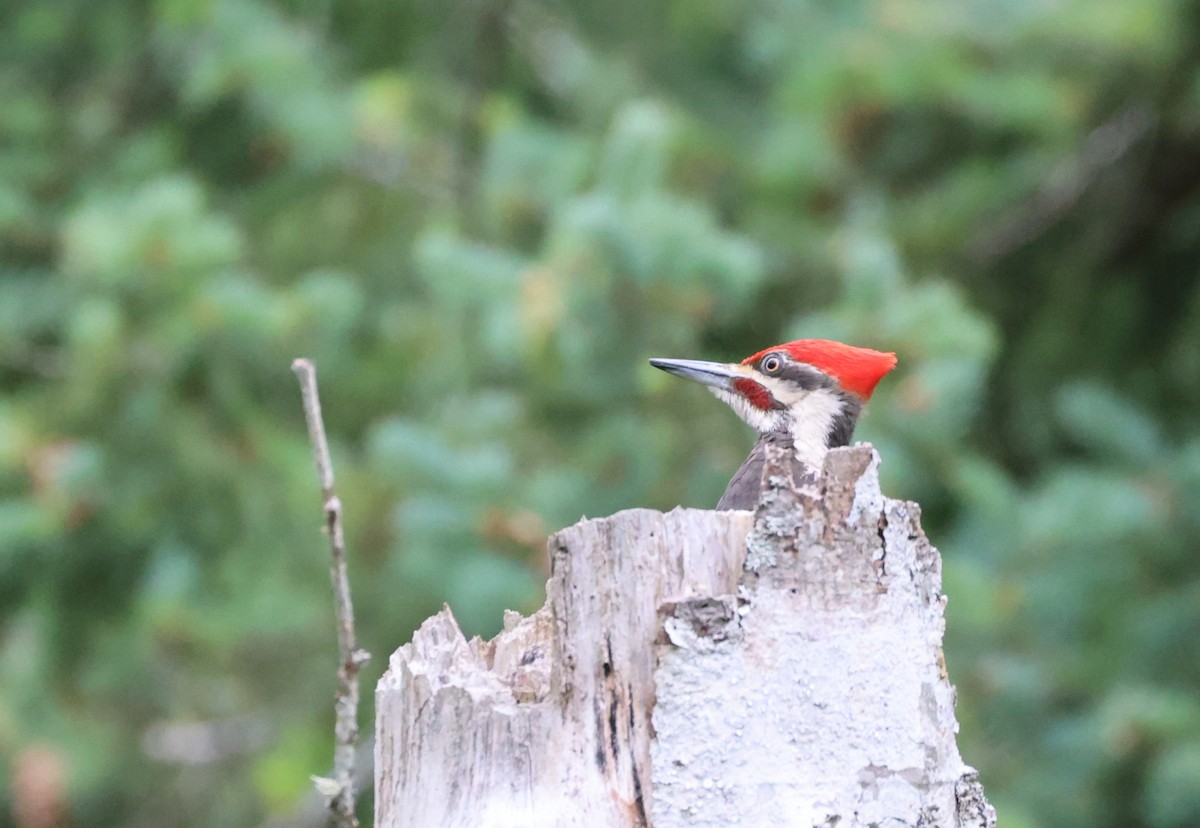 Pileated Woodpecker - ML638506552