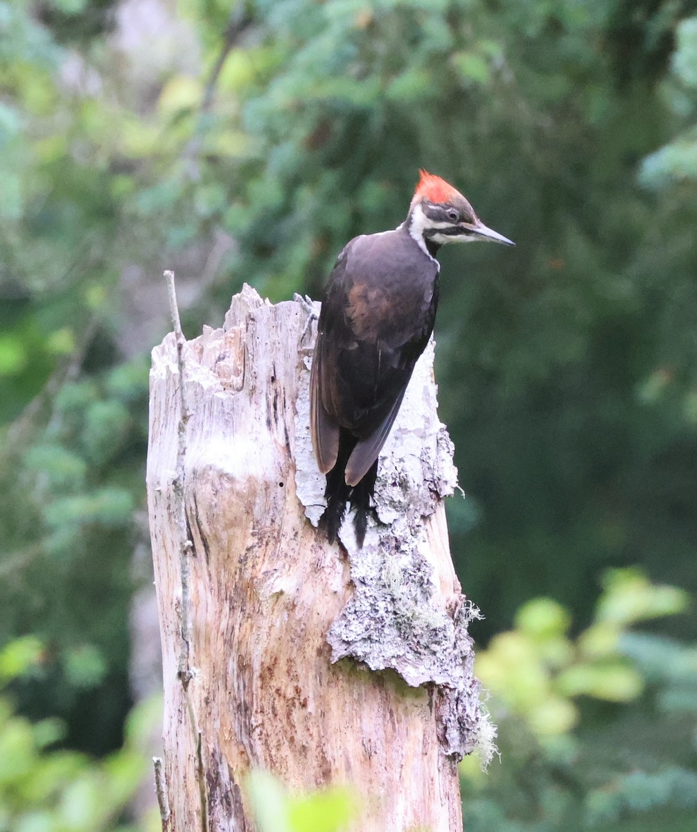 Pileated Woodpecker - ML638506553