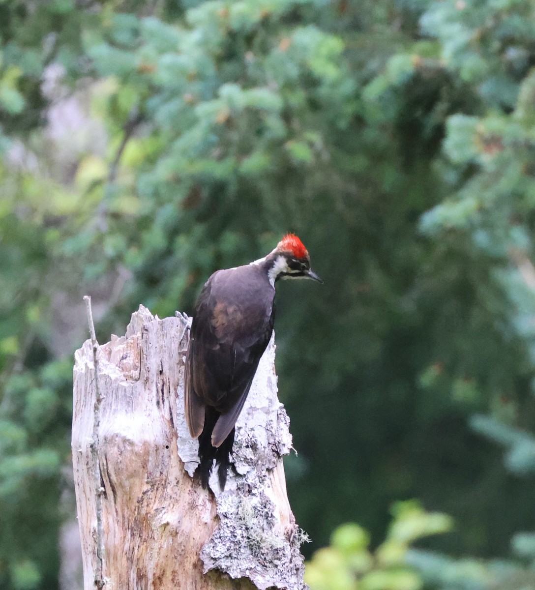 Pileated Woodpecker - ML638506555