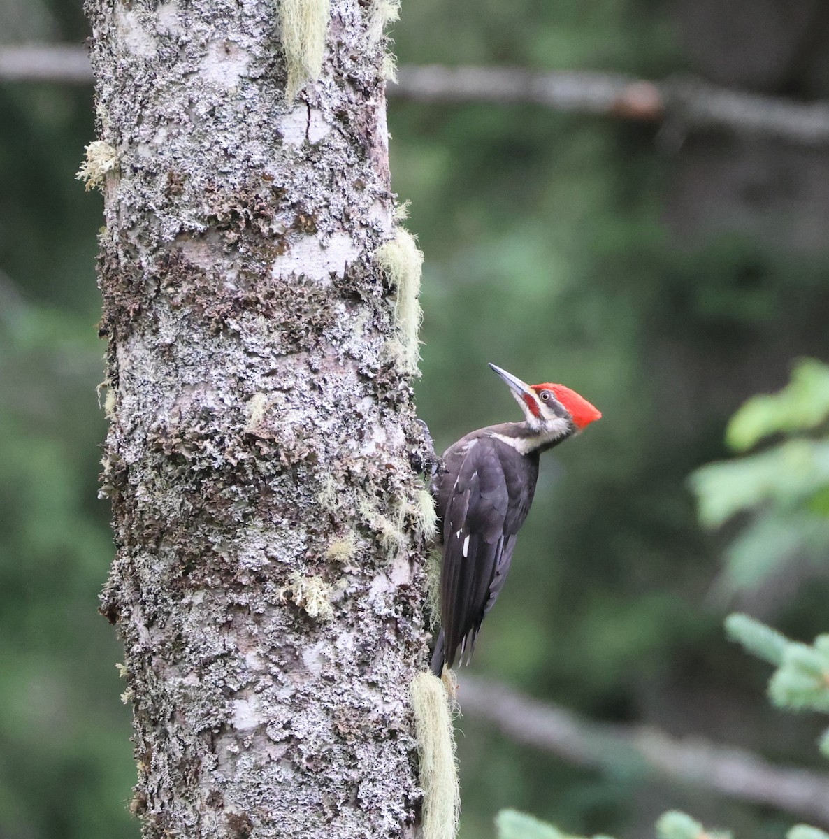 Pileated Woodpecker - ML638506556