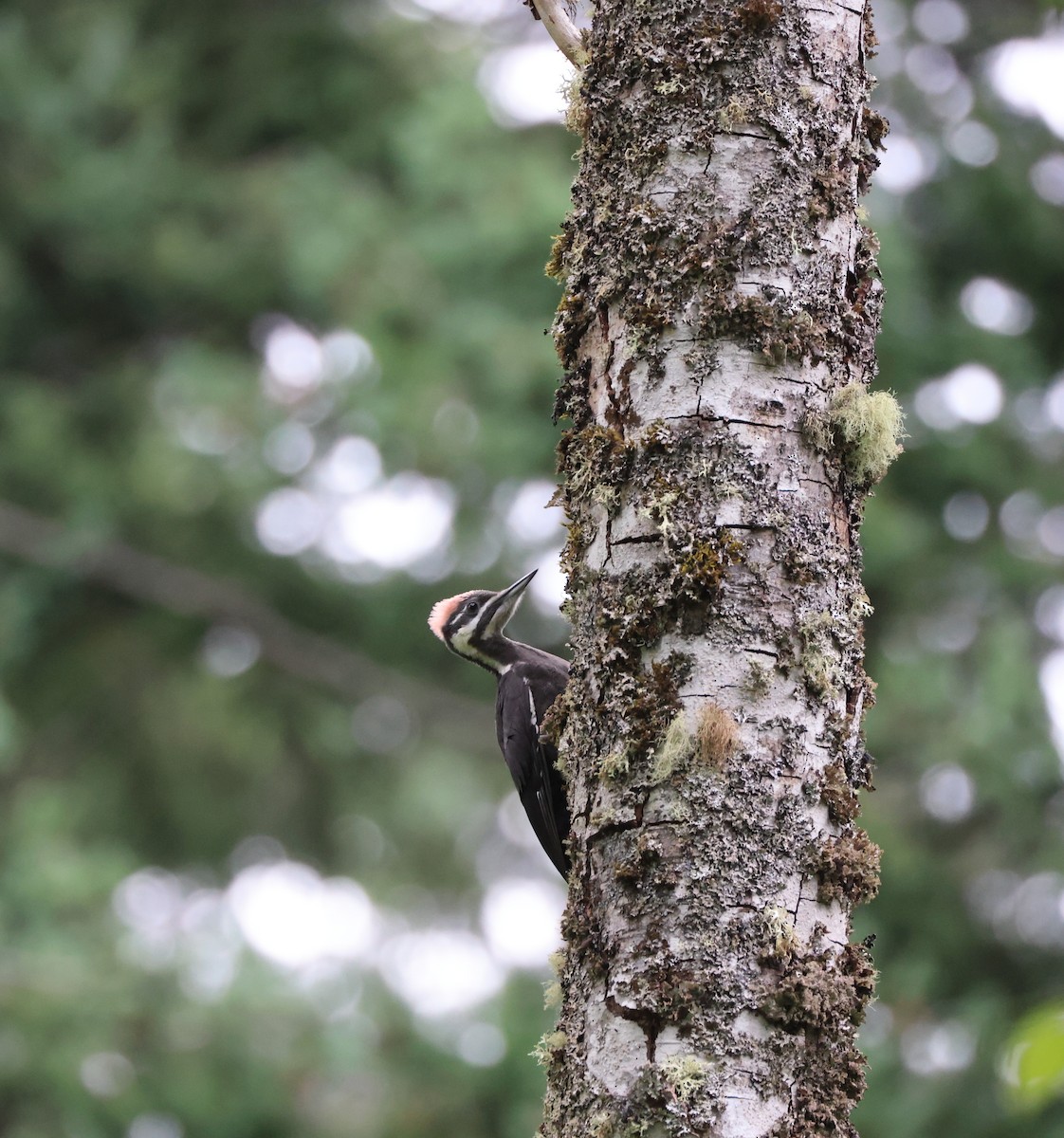 Pileated Woodpecker - ML638506557