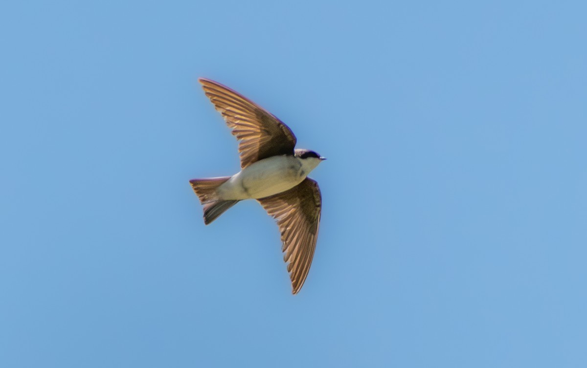 Tree Swallow - ML638506575
