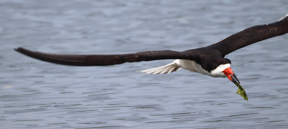 Black Skimmer - ML638506580