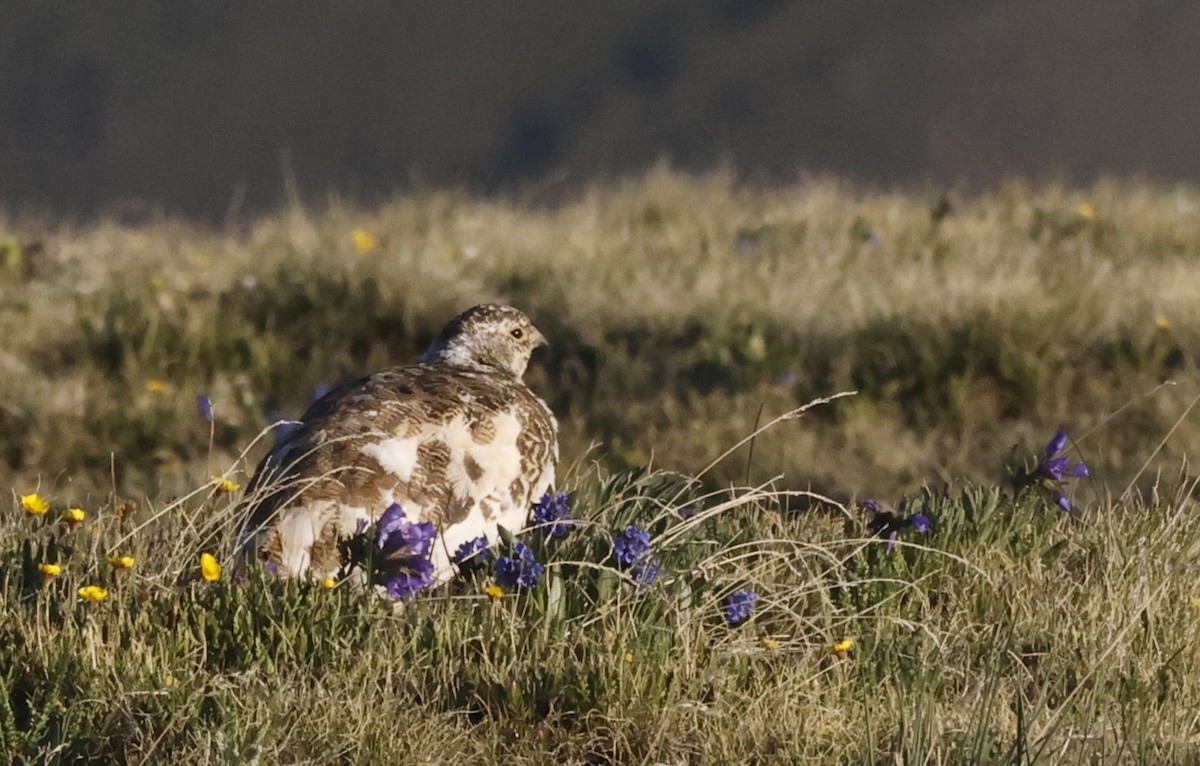 White-tailed Ptarmigan - ML638506589