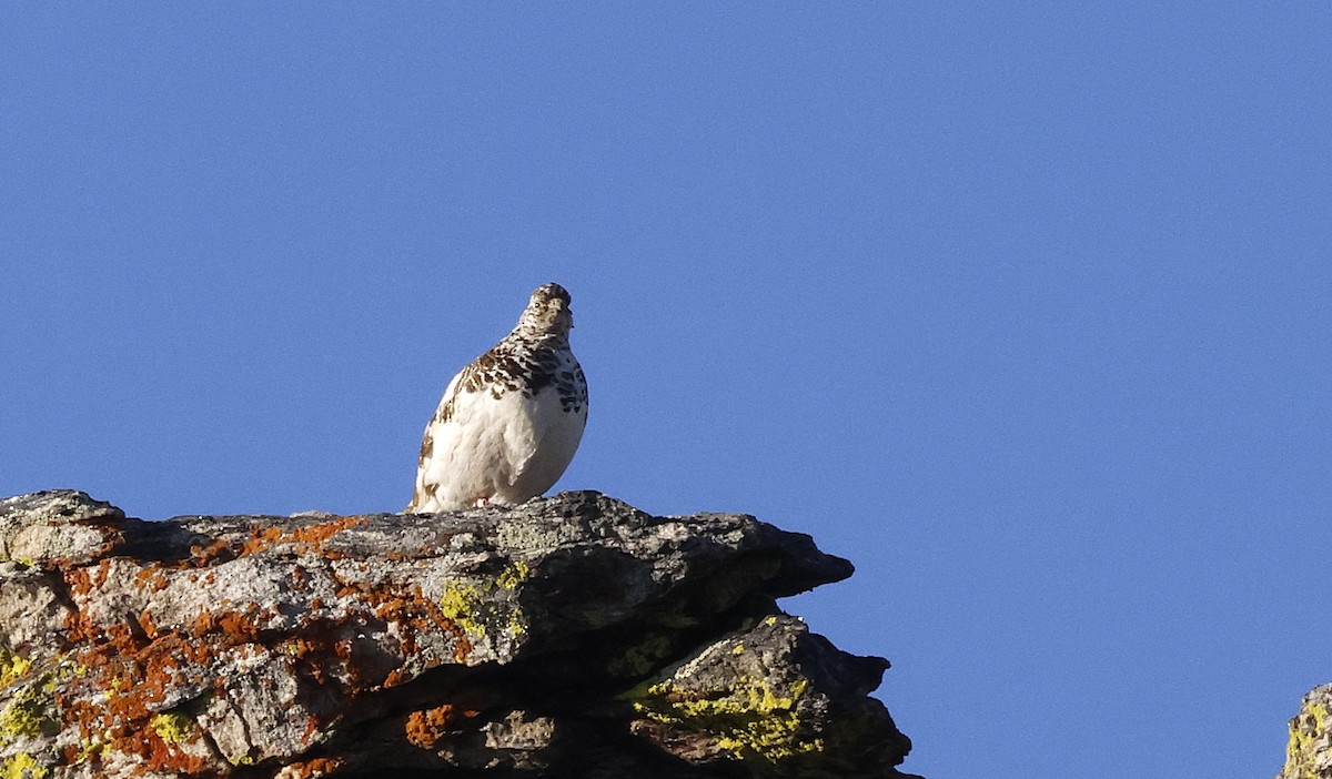 White-tailed Ptarmigan - ML638506590
