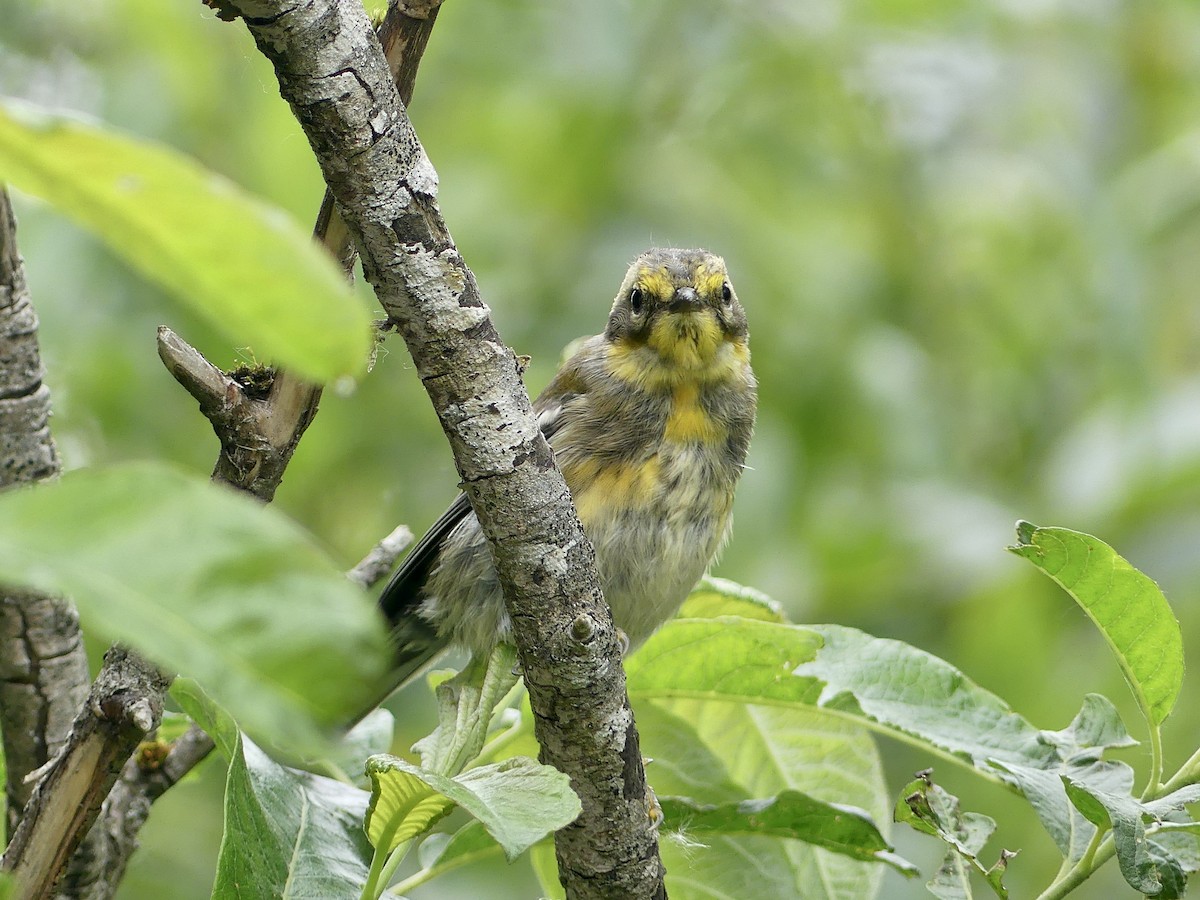 Townsend's Warbler - ML638506599