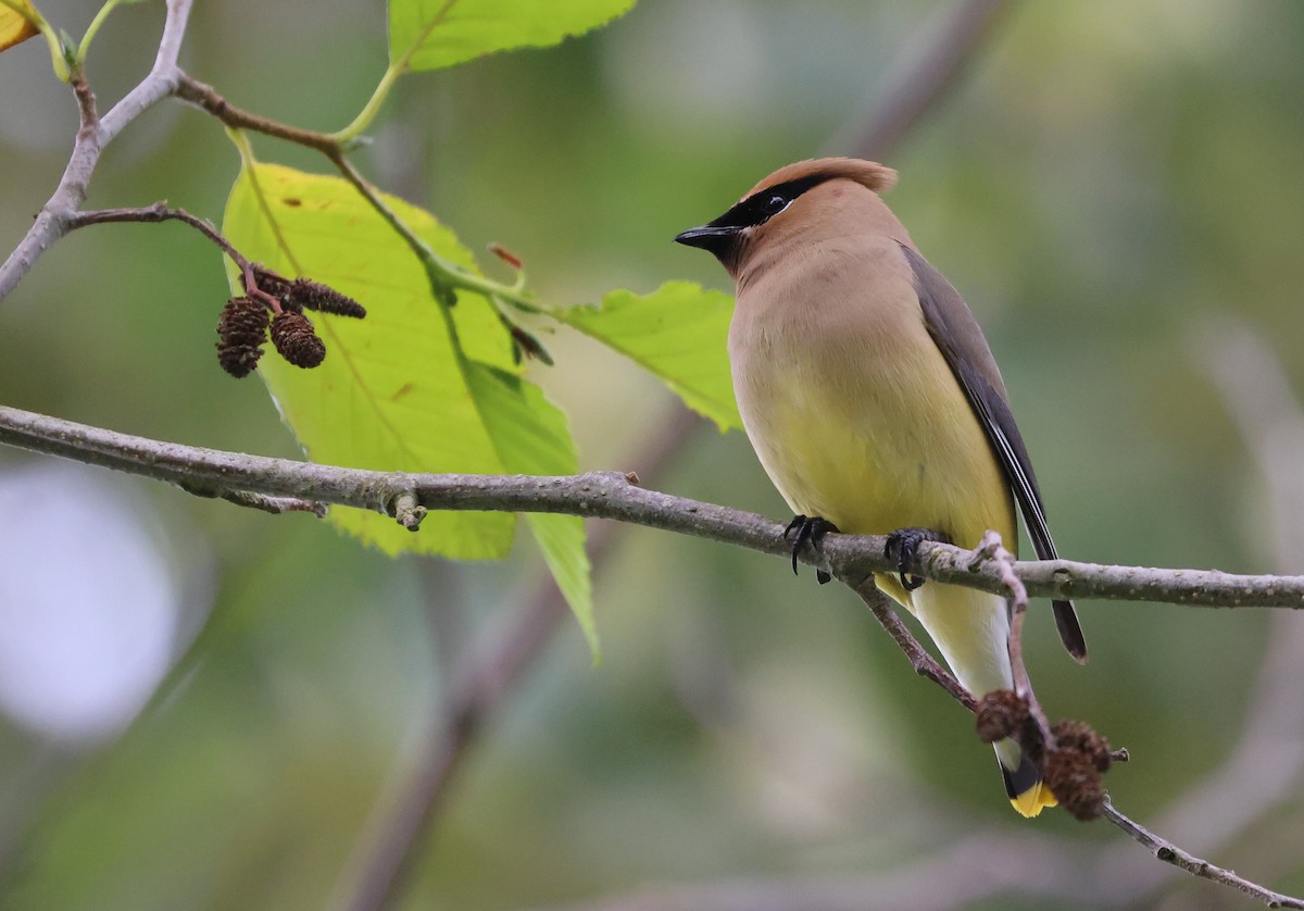 Cedar Waxwing - ML638506602