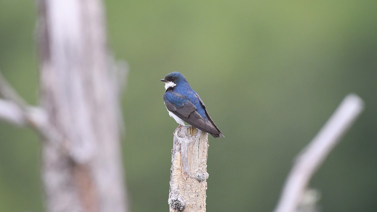 Tree Swallow - ML638506607