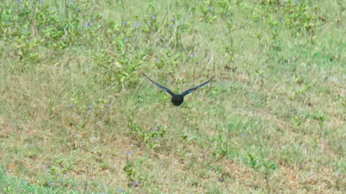Black Drongo - ML638506624