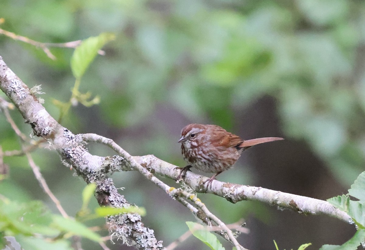 Song Sparrow - ML638506625