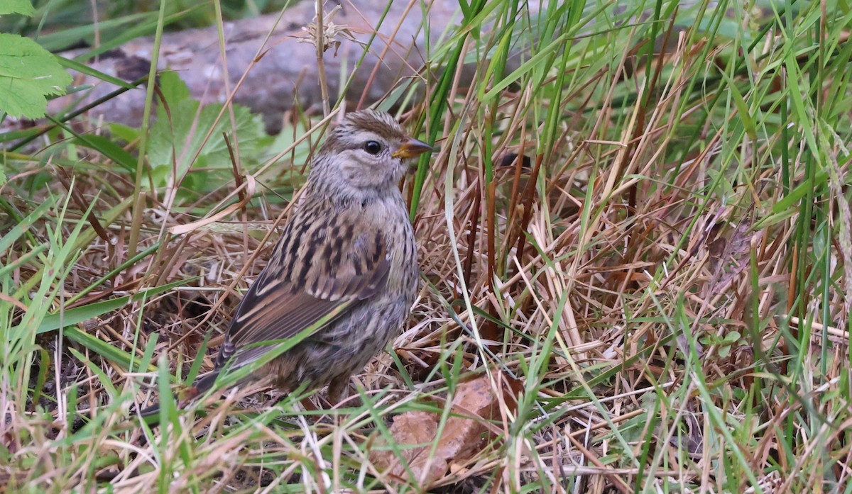 Song Sparrow - ML638506626