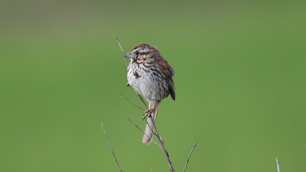 Song Sparrow - ML638506632