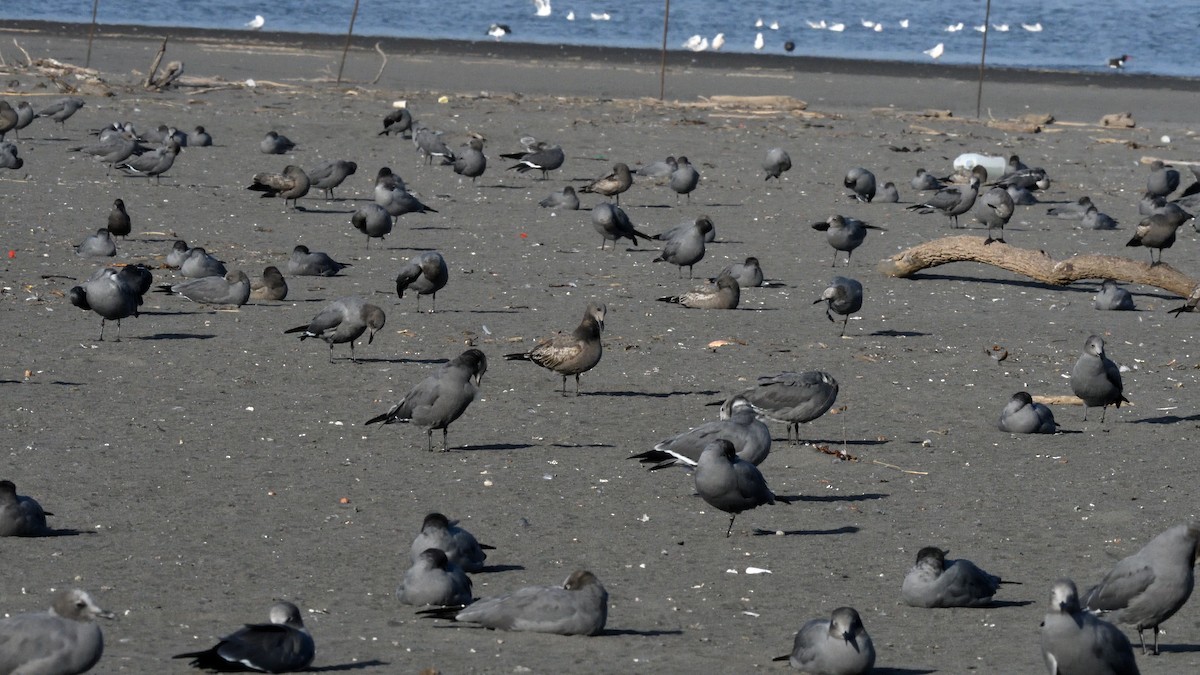 Gray Gull - ML638506638